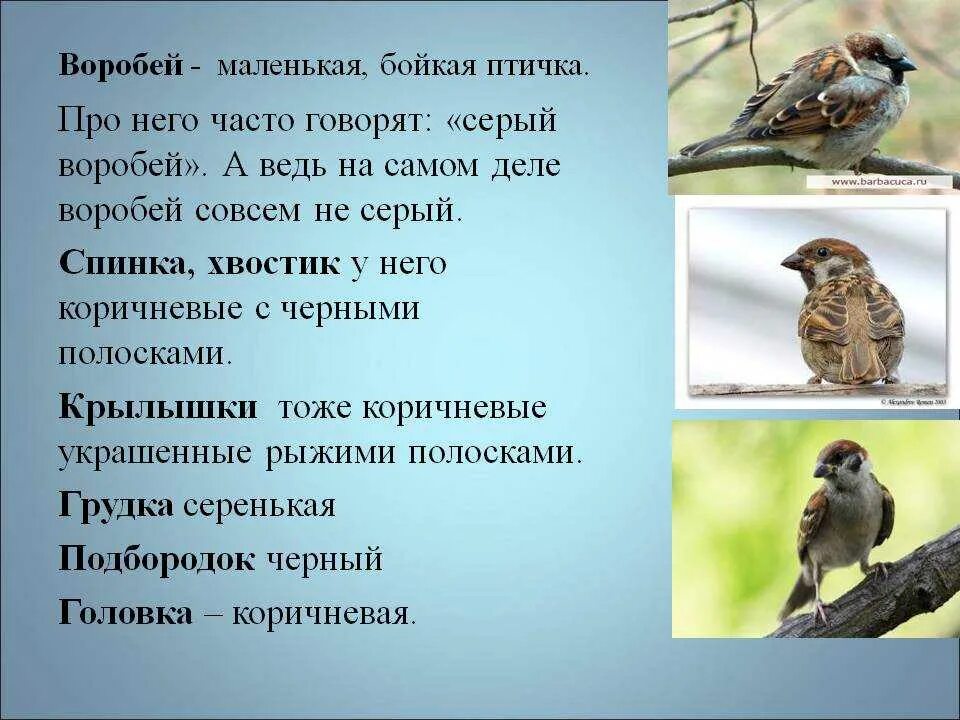 Воробей и сова внешний вид. Описание воробья. Воробей описание для детей. Воробей описание для дошкольников. Воробей описание птицы.