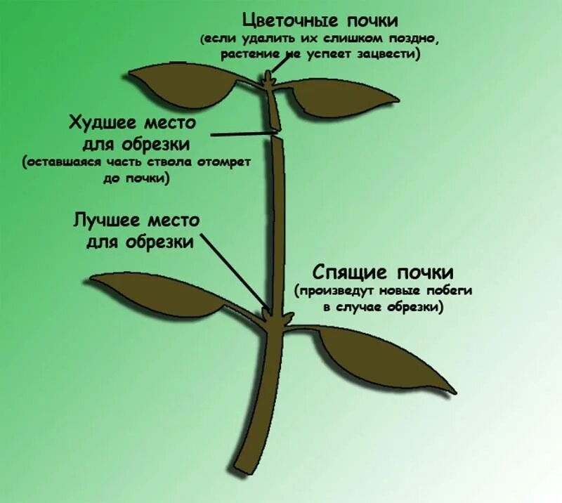 Можно ли обрезать нижние листья. Прищипывание верхушки побега. Фикус каучуконосный обрезка схема. Как прищипывать растения. Что такое прищипывать растения.