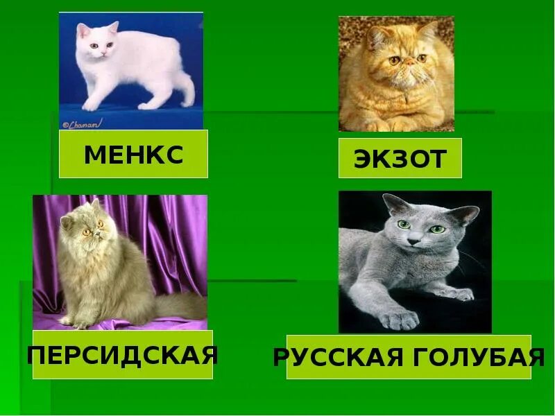 Кошки и собаки 2 класс. Про кошек и собак 2 класс. Кошки и собаки для презентации. Презентация на тему кошки. Презентация на тему кошки 2 класс.