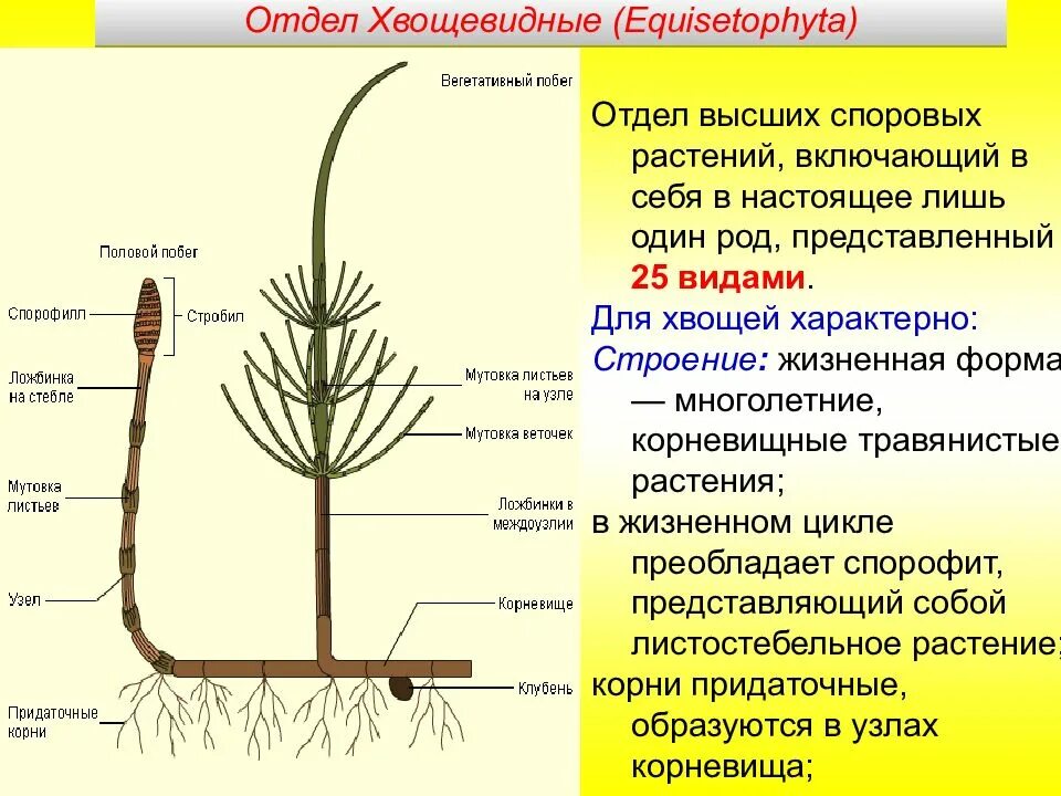 Строение отдела плауновидных. Хвощевидные и Плауновидные и Хвощевидные. Внешнее строение хвощевидных растений. Отдел Плауновидные Хвощевидные и Папоротниковидные. Хвощи корень водоросли