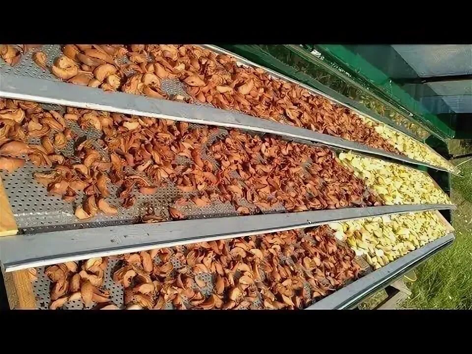 Сушим урожай
