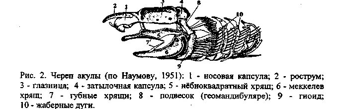 Схема строения черепа костистой рыбы. Череп акулы схема вид сбоку. Строение черепа хрящевых рыб. Висцеральный скелет хрящевых рыб. Череп костной рыбы