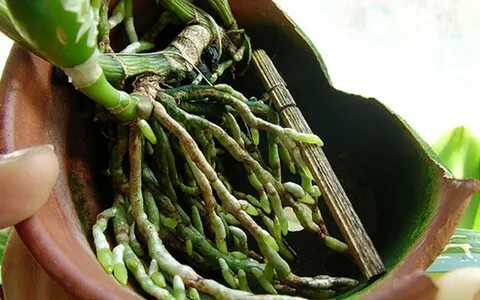 Почки на корне