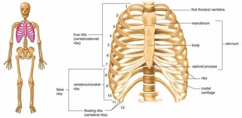 Body of rib