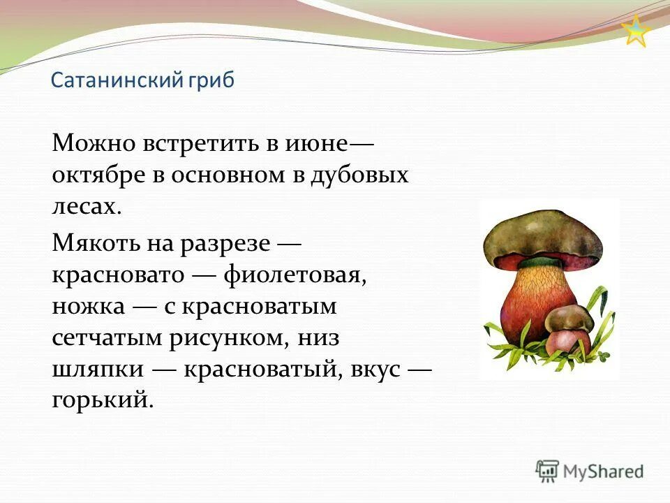 Белый гриб признаки. Описание гриба сатанинский гриб. Сатанинский гриб ядовитые грибы. Сатанинский гриб сатанинский гриб. Сатанинский гриб описание для детей 2 класса.