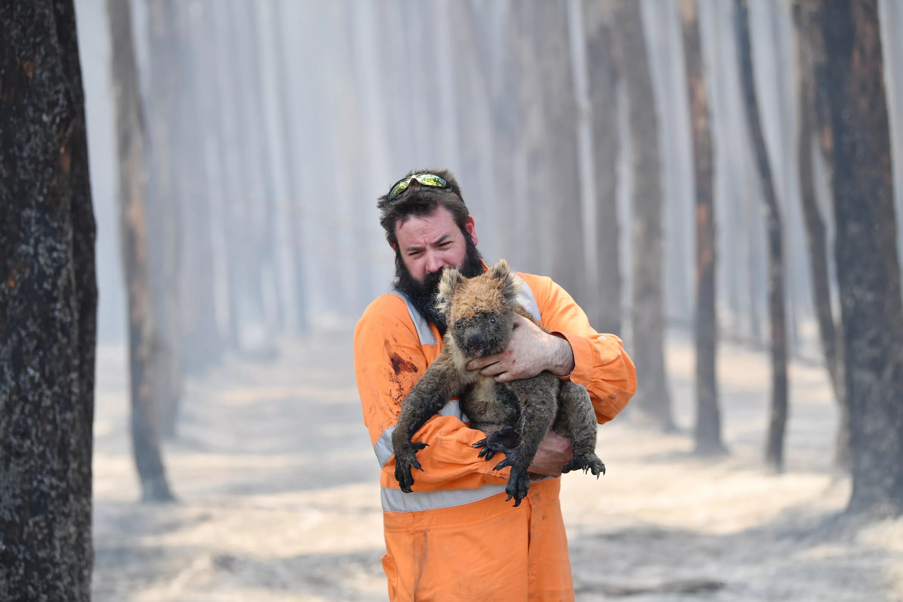 Лесные пожары в Австралии 2019-2020. Пожары в Австралии 2020. Спасение животных в Австралии. Спасение диких животных. В изоляции австралия