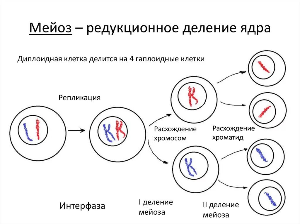 Жизненный цикл клетки митоз схема. Жизненный цикл клетки мейоз схема. Жизненный цикл клетки схема мейзощ. Деление клетки жизненный цикл митоз.