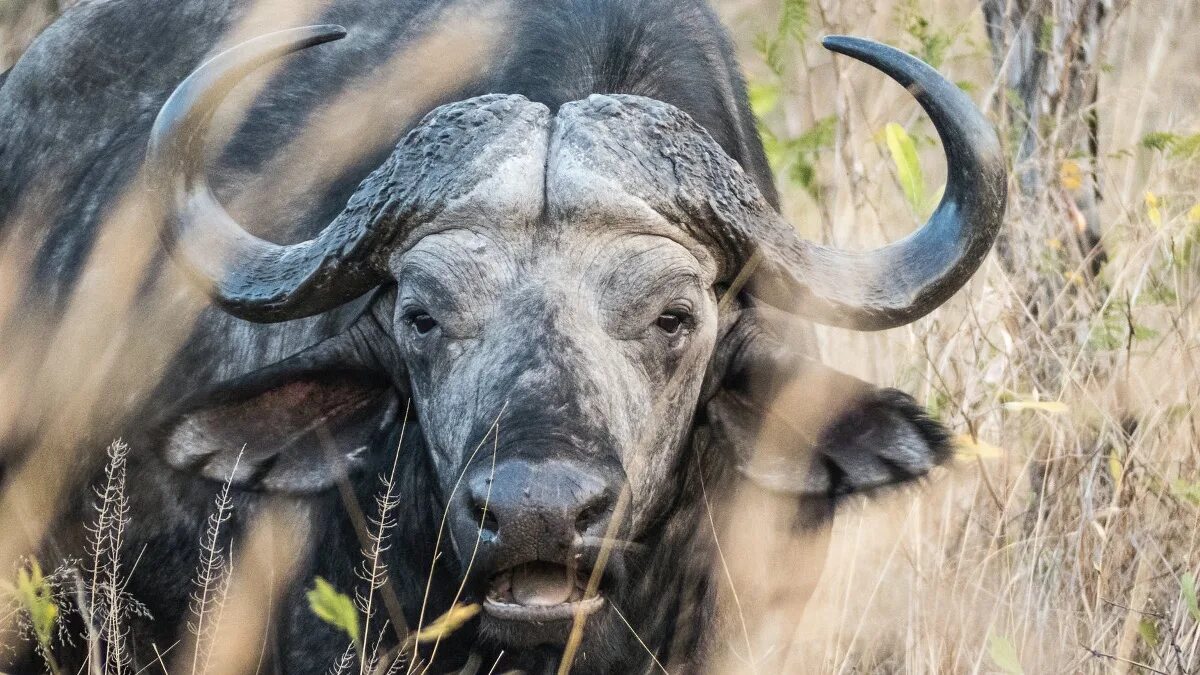 Капский буйвол. Индийский бык гаур. Бык обитающий. Черный водяной бык. Индийский бык гаур.