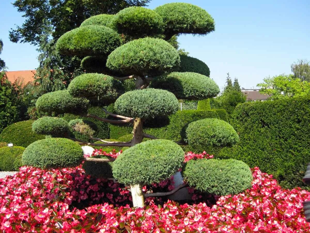 Гортензия инкредибл древовидная. Хвойный микс d9. Растущие виды. Растущие виды. Ускоренный рост растений.