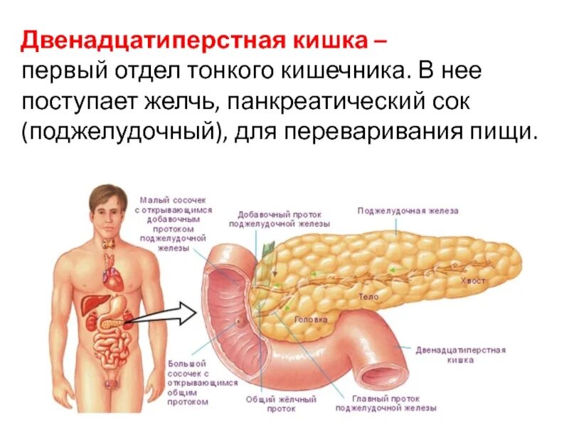 12 п кишка. Двенадцатиперстная кишка отделы анатомия. Железы 12 перстной кишки. 12 Перстная кишка и поджелудочная железа. Анатомическое расположение 12 перстной кишки.