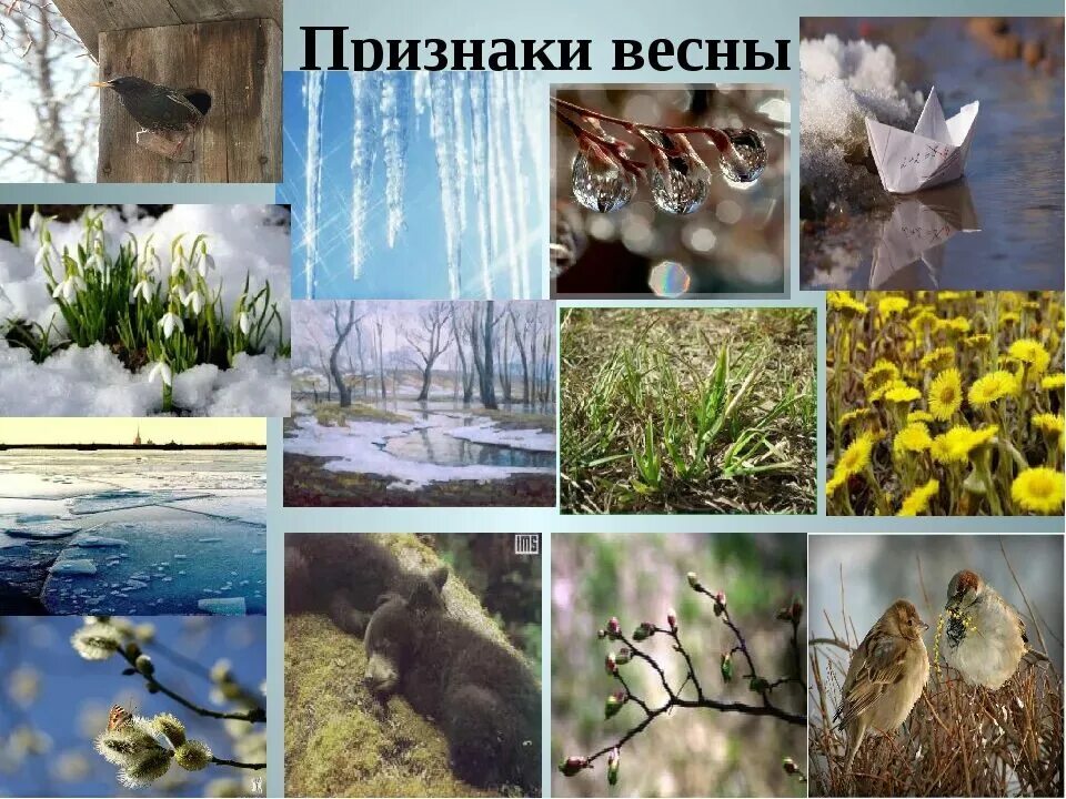 Весенние месяцы связанные с явлениями живой природы