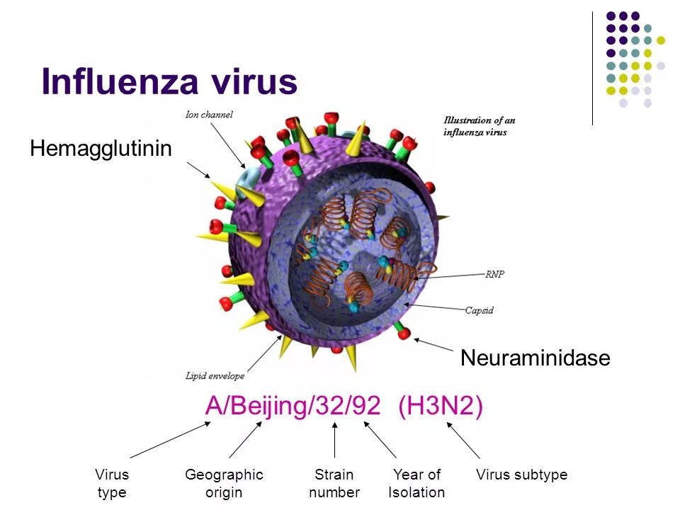 Вирус гриппа строение h3n2. Вирус h3n2 симптомы. Антигенная структура вируса гриппа h5n1. Инфлюэнца вирус. 3n 7 n 3