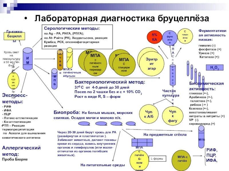 Аллергический метод бруцеллеза. Схема диагностики бруцеллеза. Аллергическая проба при бруцеллезе. Методы диагностики бруцеллеза.