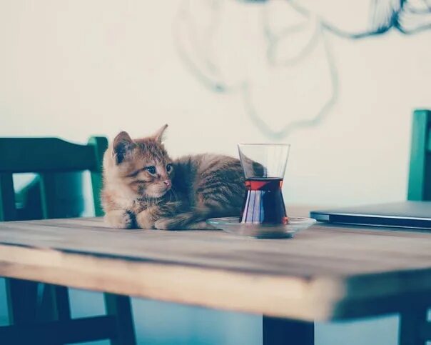 Кошка лежит на столе. Котенок перед столом. Трёхцветная кошка лежит на кухонном столе. Котенок перед столом картинки. Стол кошечка