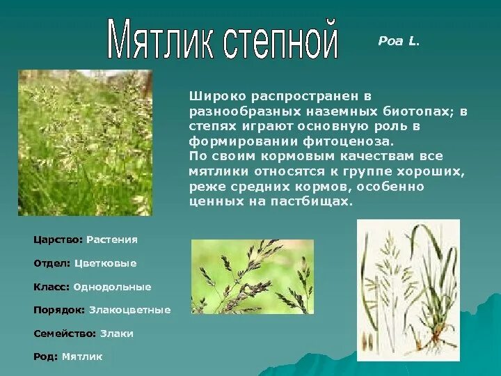 Мятлик однодольное или. Мятлик луговой семейство. мятлик луговой таксономия. мятлик луговой плод. систематика растений мятлик луговой.