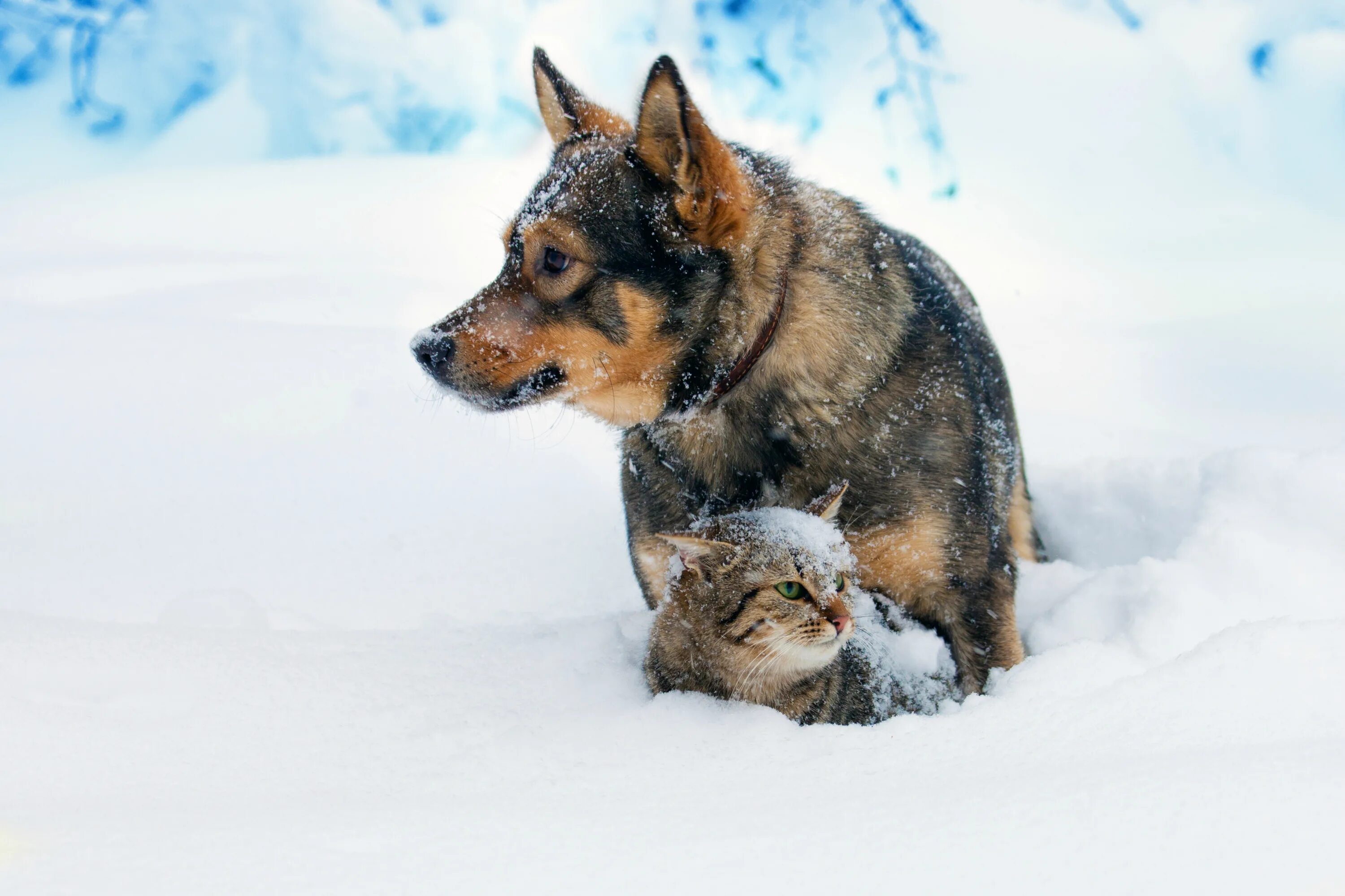 Cat in a dogs world. Собака зимой. Собака в снегу. Кошка и собака зимой. Кошка и собака в снегу.
