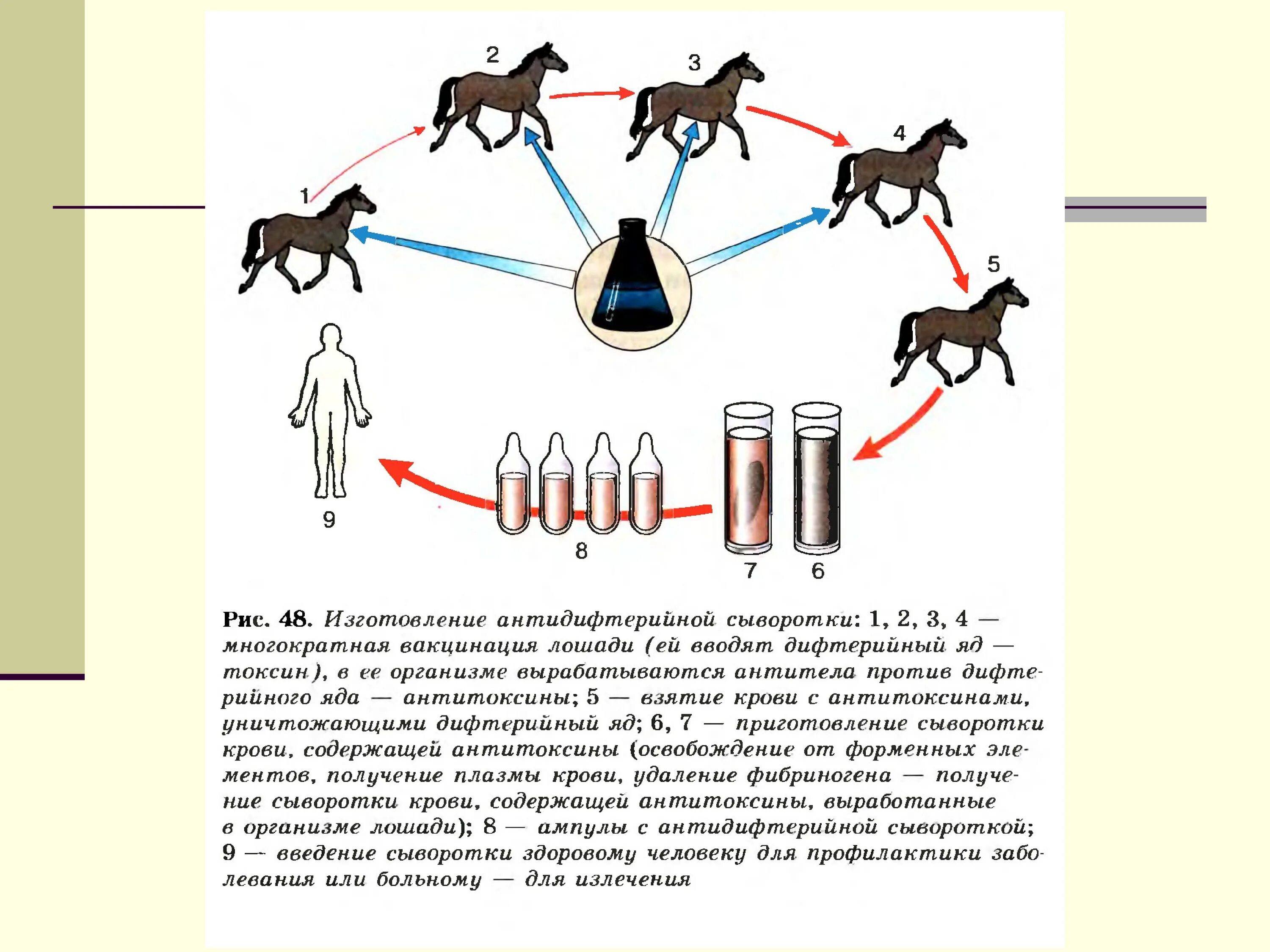 Сыворотка больному. Схема получения иммунных сывороток. Схема получения лечебной сыворотки. Этапы изготовления лечебной сыворотки. Приготовление антидифтерийной сыворотки.