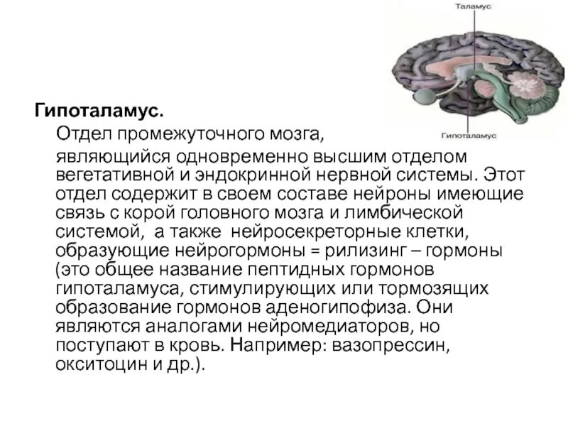 Промежуточный отдел функции. Гипоталамус это отдел промежуточного мозга. Регуляция функций гипоталамуса ЦНС. Регуляция функций гипоталамуса центральной нервной системой.. Промежуточный мозг регуляция.