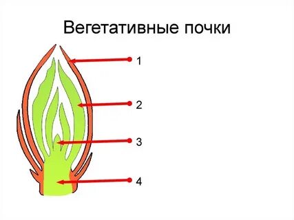 Вегетативные и генеративные почки рисунок