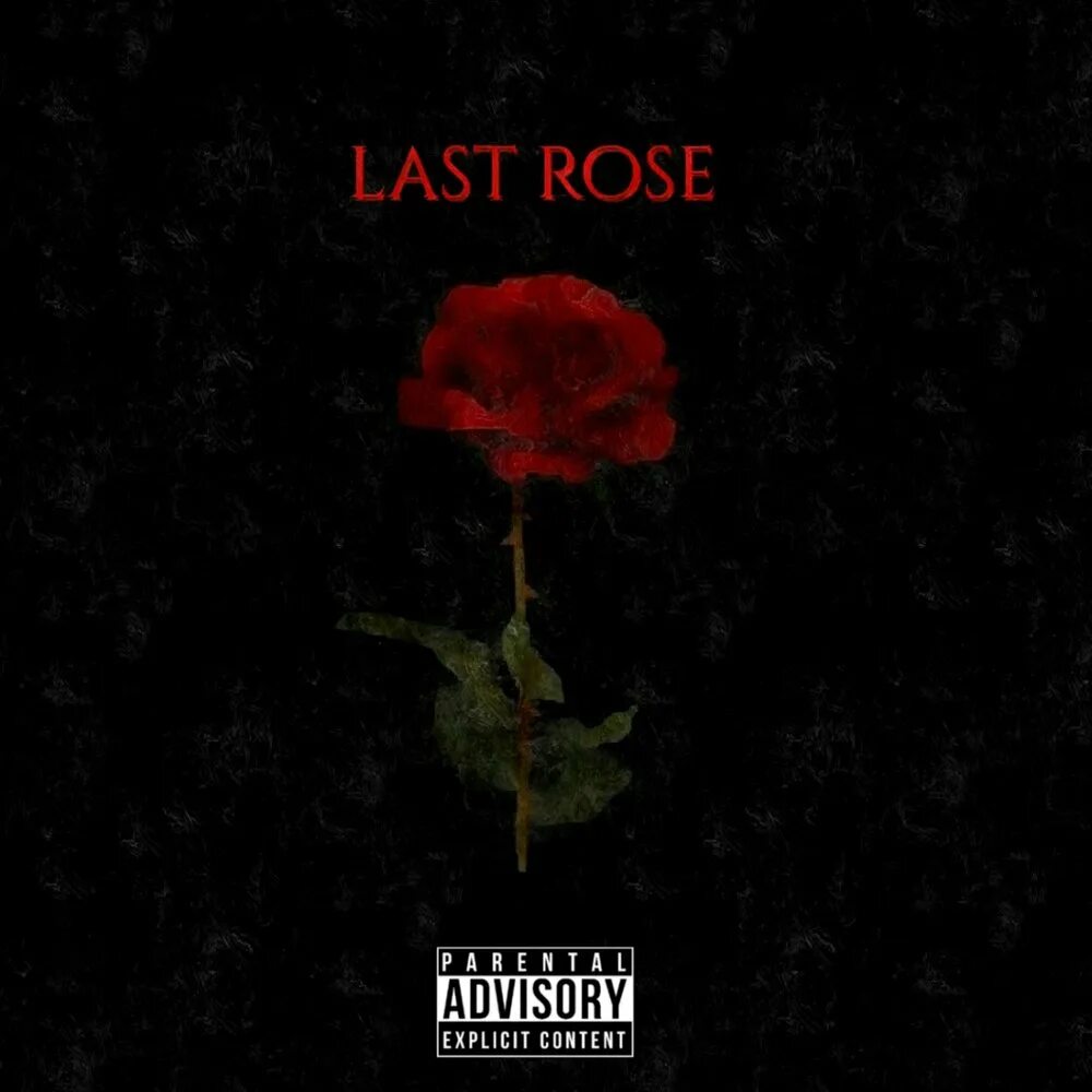 The last Rose. Rose to last. Rose Amok Roses that last Forever.