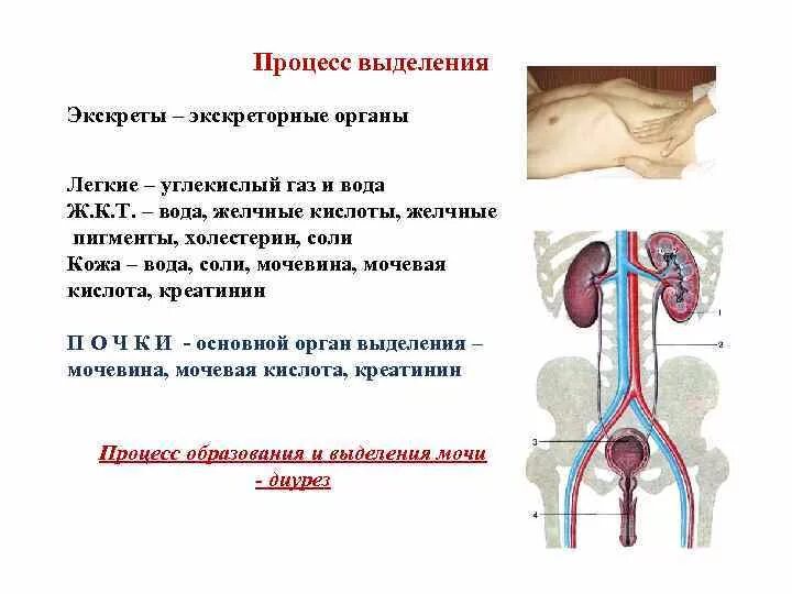 Выделение мочи какой орган. Выделительная система человека таблица. Кожа выделительная система. Процесс выделения. Выделительная система легкие.