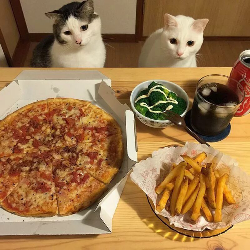 Смешной обед. Смешные коты с едой. Котейка с едой. Кошка и пицца. Котик с пиццей.
