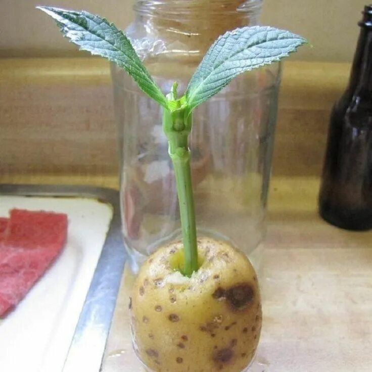 Выращивание картофеля домашних условиях. Черенки картофеля. Черенки роз в картошке. Укорененные черенки. Черенок розы в клубне картофеля.