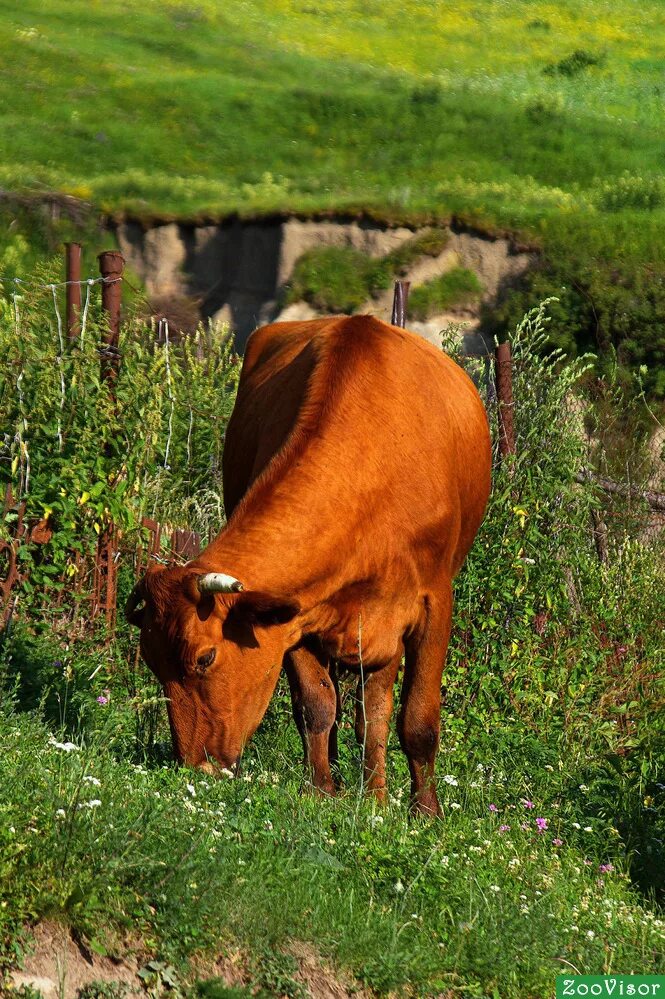 коровы. корова рыжего цвета. рыжие коровы порода. порода симментальская ,айрширская. красная степная порода коров.