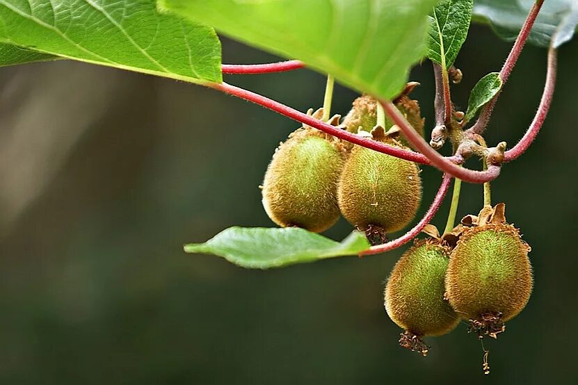 актинидия деликатесная. киви крыжовник растение. десерт киви с семенами чиа. китайская актинидия. крыжовник с киви куст.