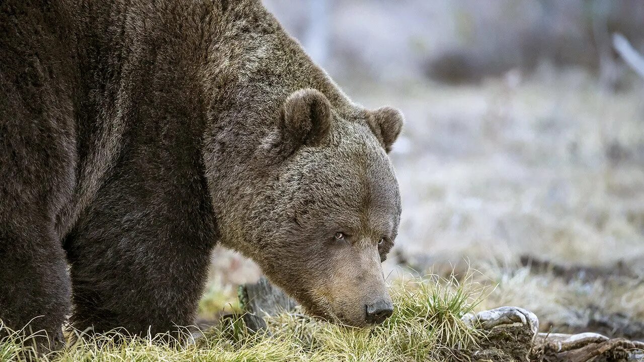 Бурый медведь шатун. Медведь бурый хищные. Кадьяк (медведь). Дальневосточный бурый медведь. Медведь россия.