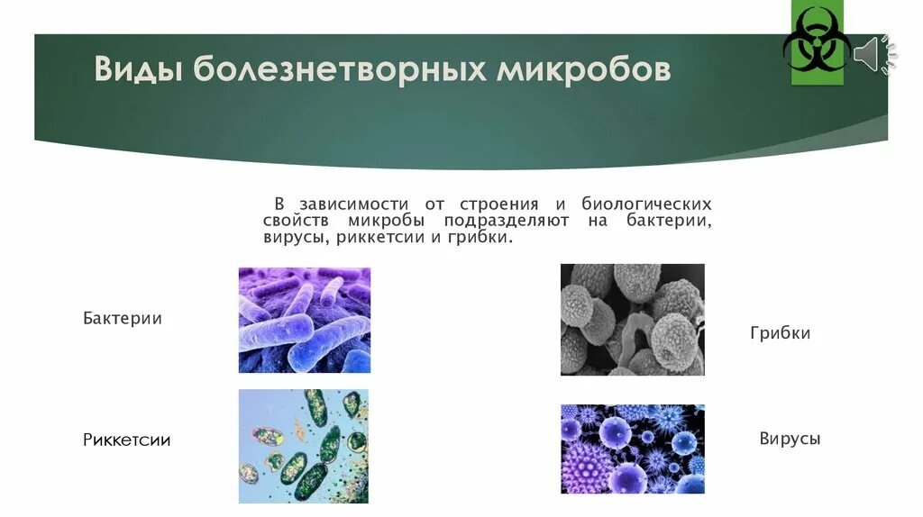 Болезнетворная бактерия 7. Строение болезнетворных бактерий. Виды патогенных болезнетворных микроорганизмов. Болезнетворные бактерии виды. Виды антиненных микроорганизмов.