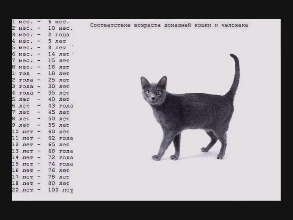 Сколько лет живут домашние кошки. Соотношение кошачьего и человеческого возраста таблица. Кошачьи года на человеческие таблица у беспородных. Коты Возраст по человеческим меркам таблица. Кошачий Возраст.