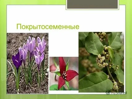 Покрытосеменным дали второе название