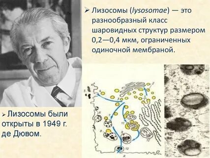 Функции лизосомы биология 9 класс