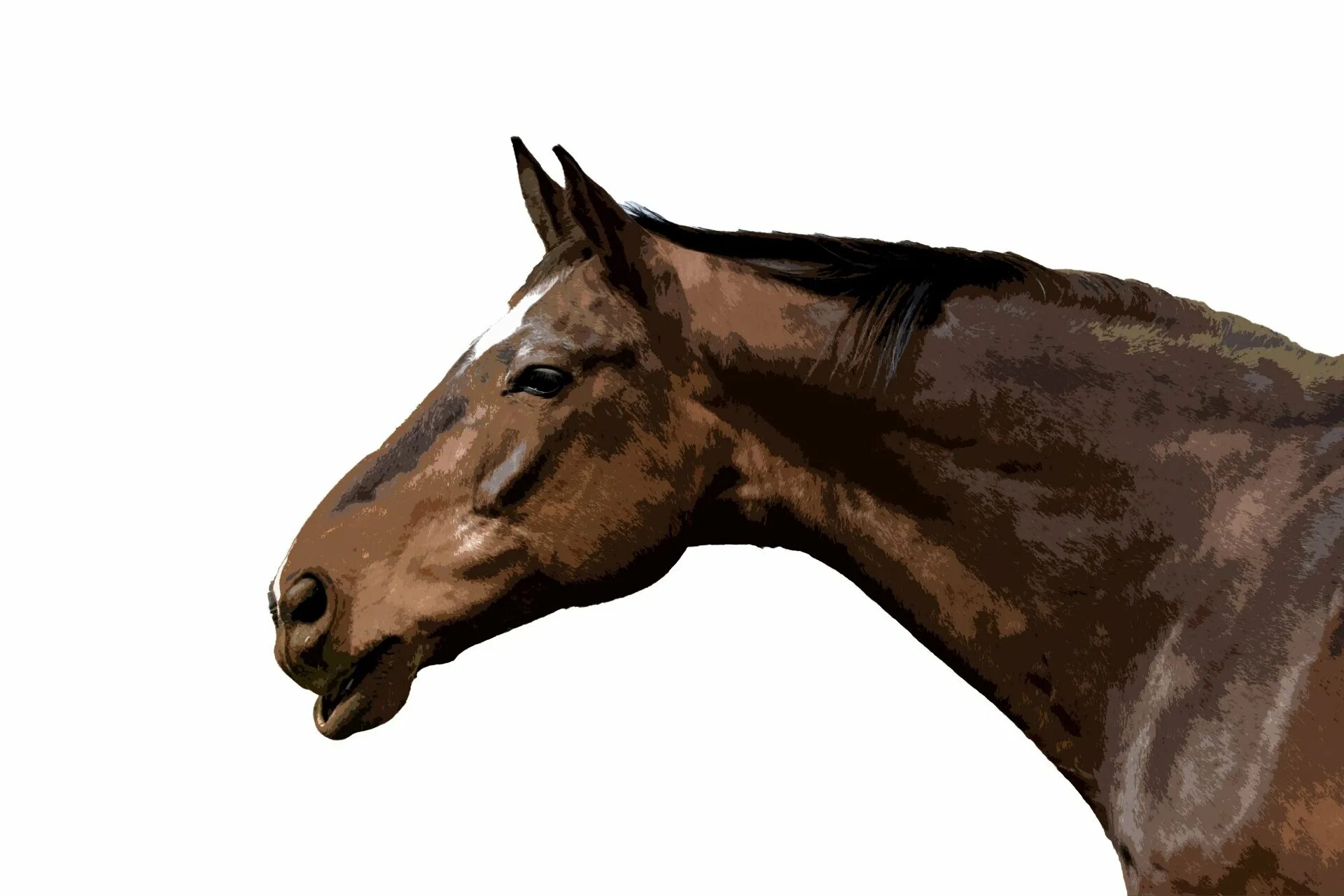 Голова лошади. Голова лошади на белом фоне. Коричневый конь. Лошадь в профиль.