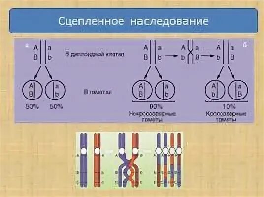 Наследование 10 класс