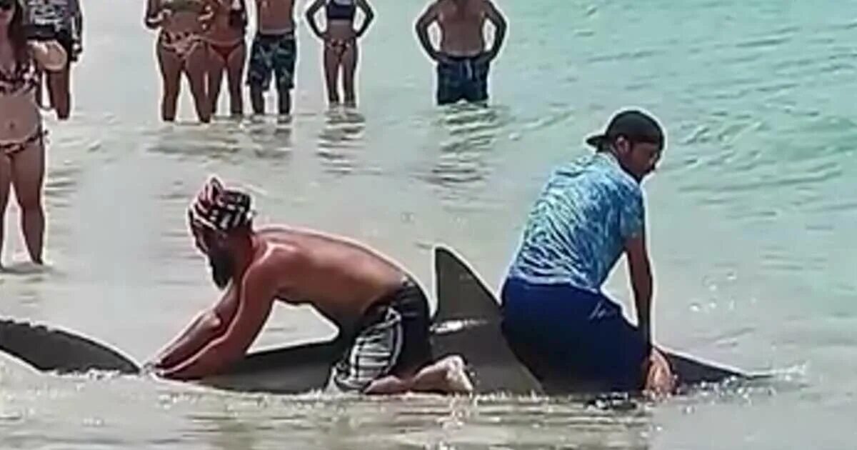 Нападение акул в турции. Кадры нападения акулы в Египте. Пляж.