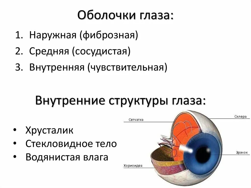 Подобранные оболочки. Внутренняя оболочка глаза анатомия. Наружная оболочка глаза состоит. Наружная фиброзная оболочка глаза. Наружная средняя и внутренняя оболочка глаза.