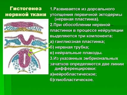 Гистогенез