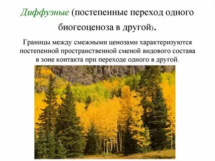 По каким законам происходит саморазвитие биогеоценозов