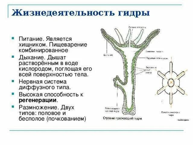 Особенности группы кишечнополостные. Гидра стебельчатая Тип питания. Пресноводная гидра строение размножение. Питание гидры характеристика. Кишечнополостные гидра дыхательная система-.