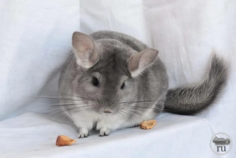 Chinchilla 500. Шиншилла грызун. Шиншилла грызун. Шиншилла джек. Шиншилла референс.