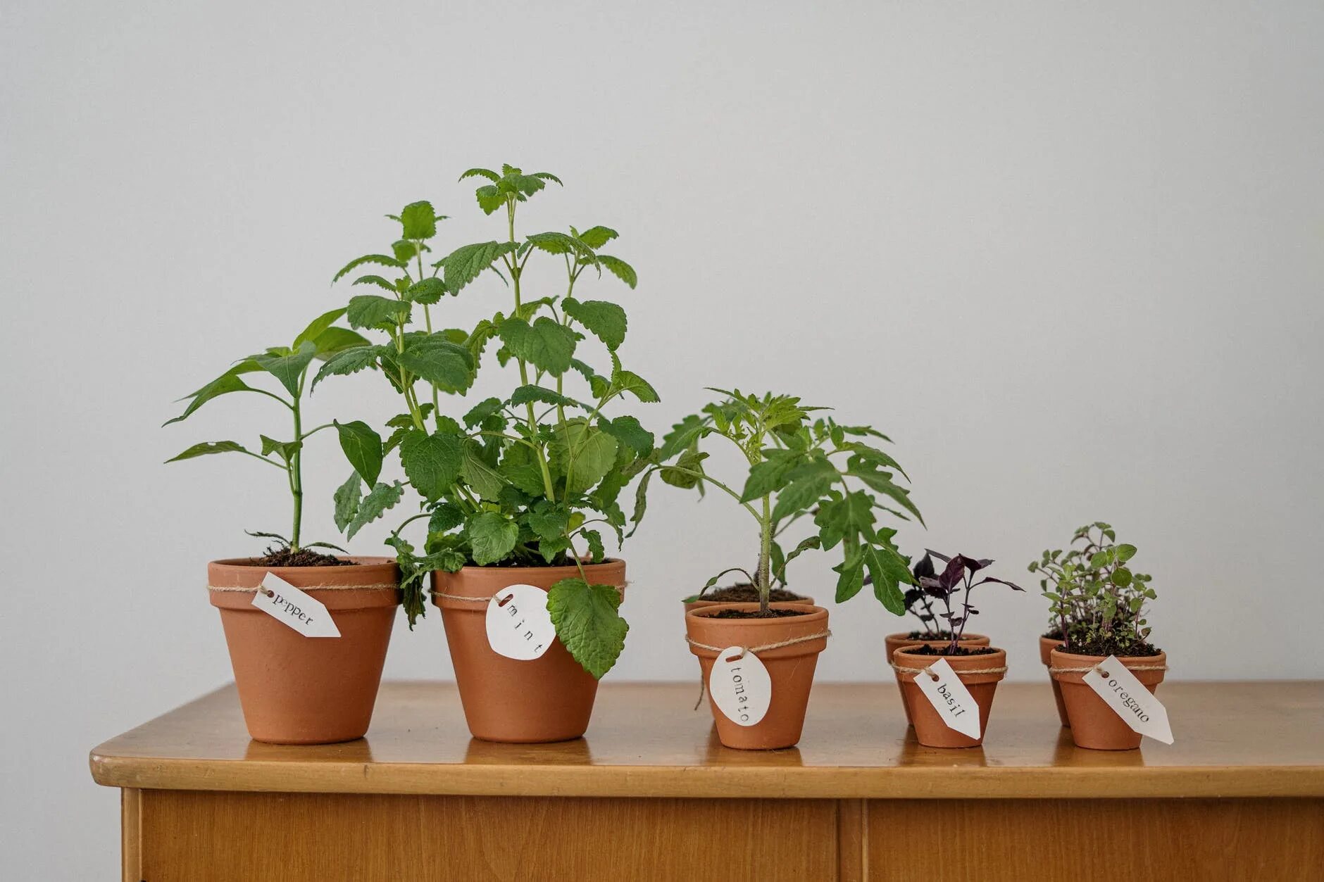 Растение в горшке. Горшочки для рассады. Монстера в горшке. To be a potted plant. Замиокулькас + lechuza.