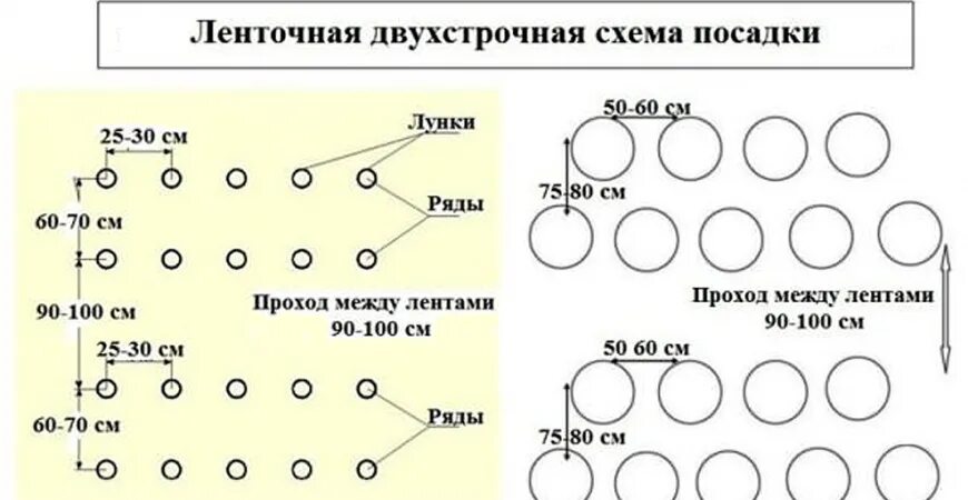 Какое расстояние между рядами помидор