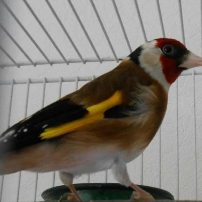 Канарейки и щеглы. Обыкновенный щегол carduelis carduelis. Седоголовый щегол. Птицы домашние декоративные. Щеглы домашние.