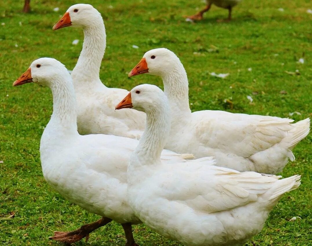 Сонник густ. К чему снятся гуси и лебеди. Сонник гуси. Гусь птица. К чему снится  гуси плывут по воде.