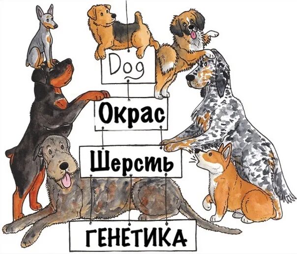 Гены собаки. Гены собаки. Гены собаки. Днк собаки. Наследственность у собак.