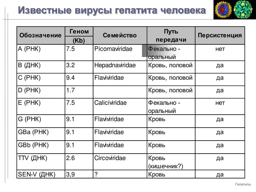 Названия вирусов человека. Перечень вирусов человека. Список известных вирусов. Вирусы человека список. Вирусы названия список.