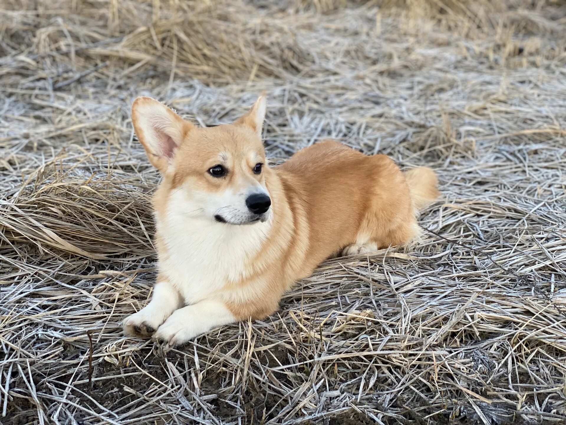 Кобель вельш корги пемброк для вязки. Вельш корги пемброк вязка. Вельш корги пемброк триколор. Вязка корги. Вязка корги.