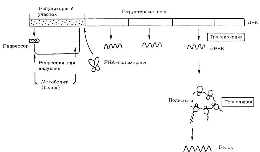 Структурные гены схема. Регуляторные гены эукариот. Регуляторные участки ДНК. Структурные и регуляторные гены.